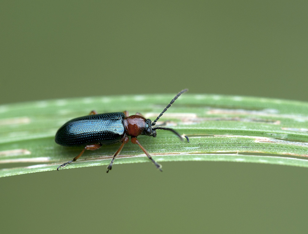 2010 07 22 Rothalsiges Getreidehähnchen 01 01