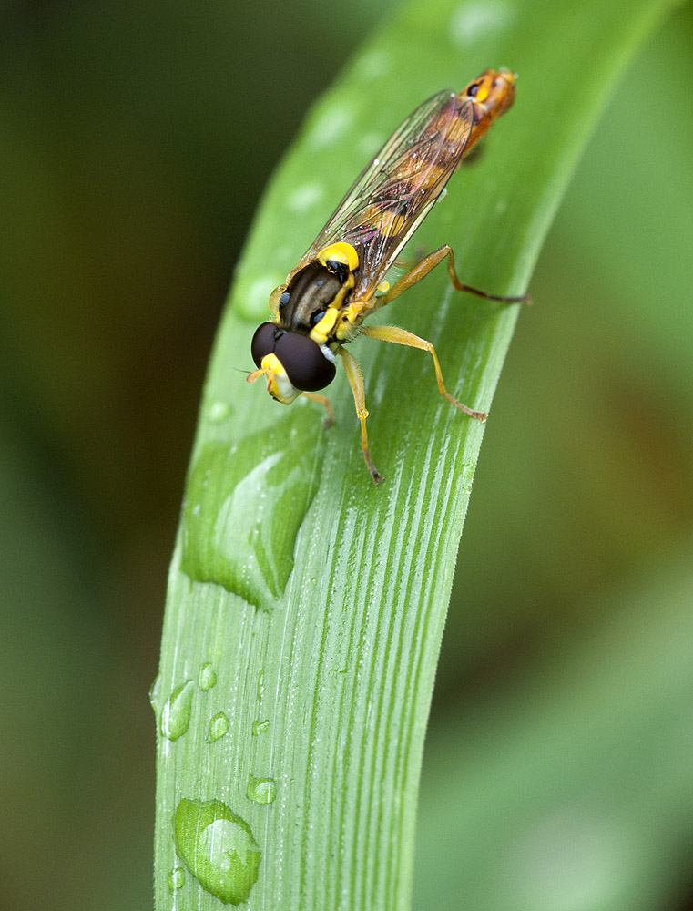 2010 07 22 Stiftschwebfliege 01 03