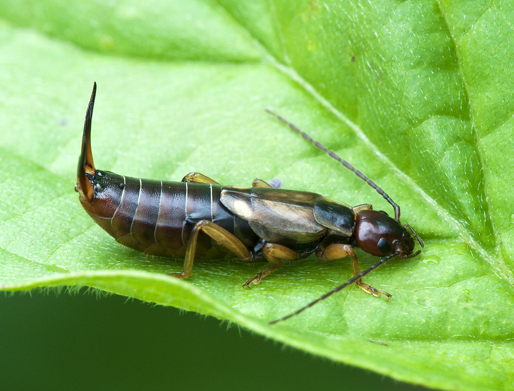 2010 07 27 Käfer 01 03