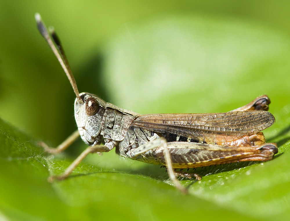 2010 07 31 Heuschrecke 03 01