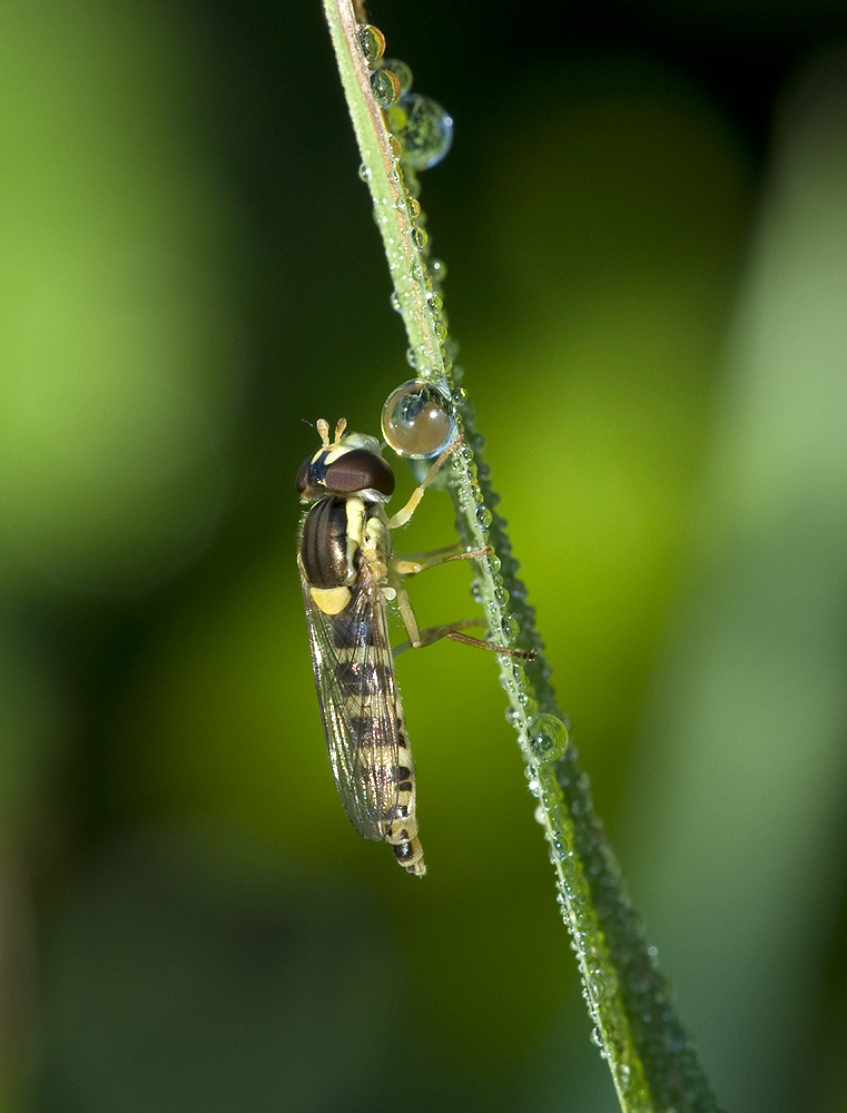 2010 07 31 Schwebfliege 01 01