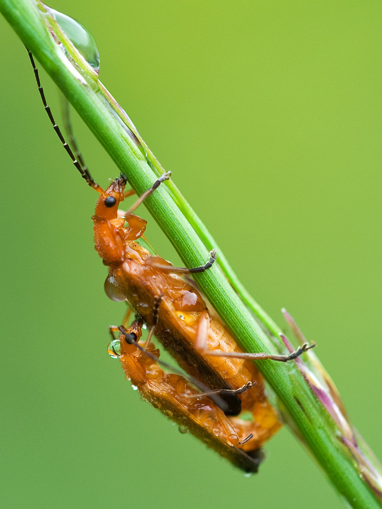 2010 08 02 Weichkäfer 01 01