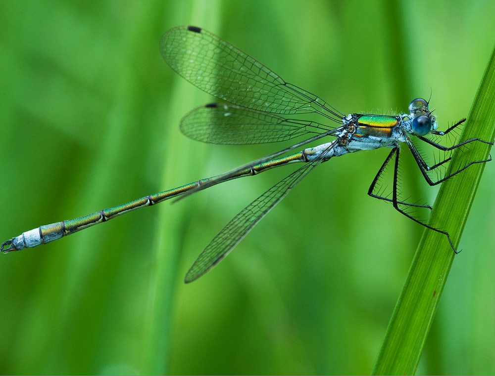 2010 08 04 Kleine Libelle 01 04