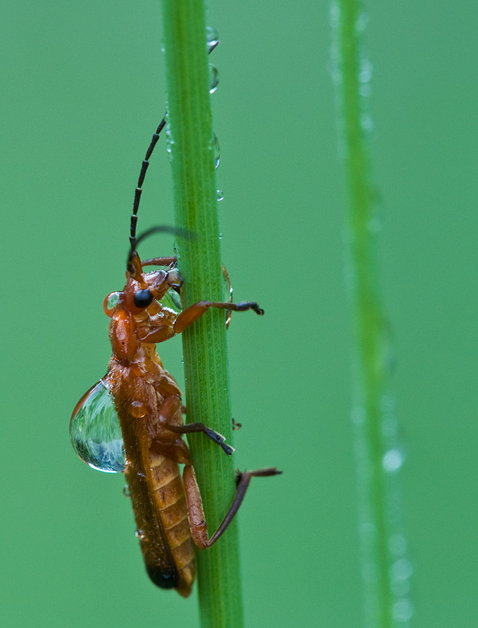 2010 08 04 Weichkäfer als Wasserträger 01 03