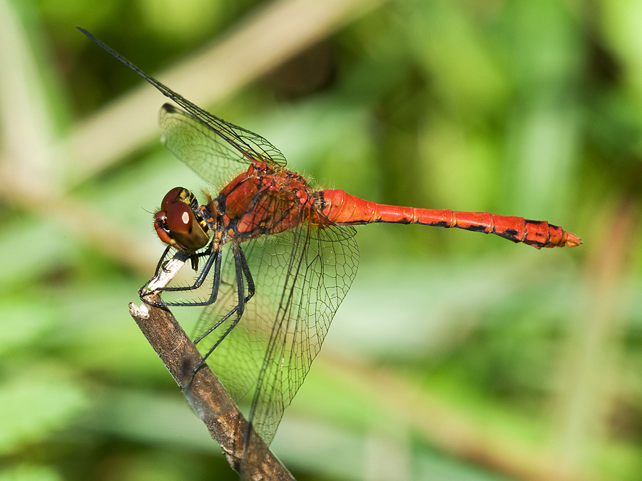 2010 08 10 Blutrote Heidelibelle m 02 08