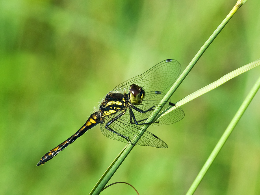2010 08 14 Schwarze Heidelibelle 01 03