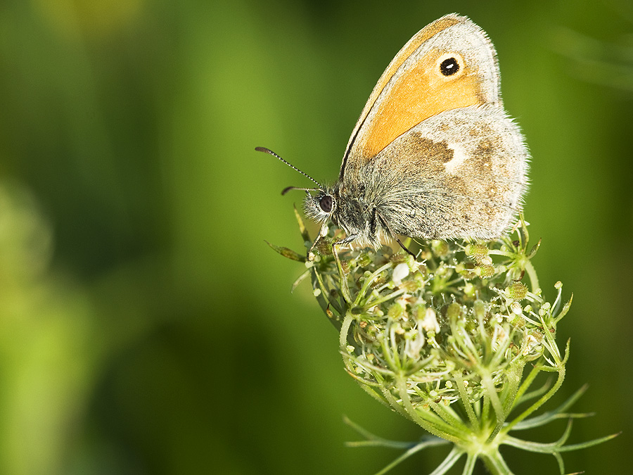 2010 08 21 Kleines Wiesenvögelchen 01 02