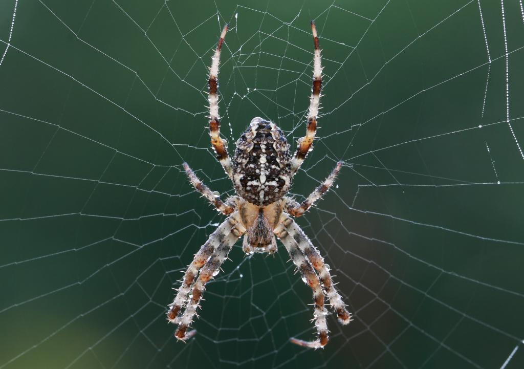 2010 08 22 Kreutzspinne
