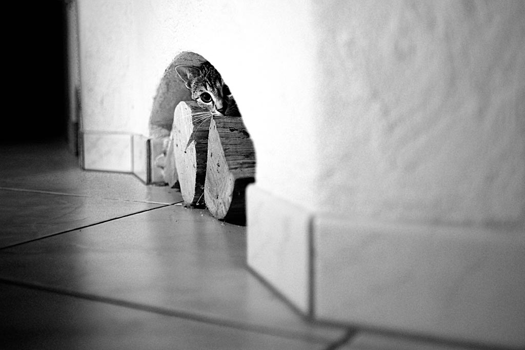 2010 08 23 Neue Katze Haupersweiler D7C 3292