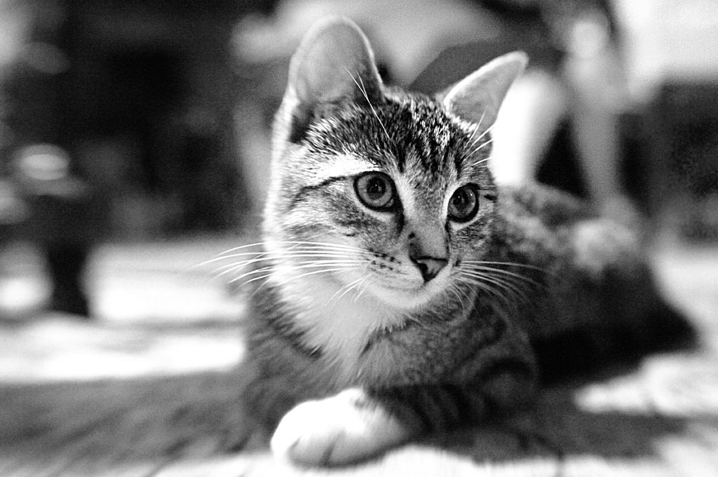 2010 08 23 Neue Katze Haupersweiler D7C 3444