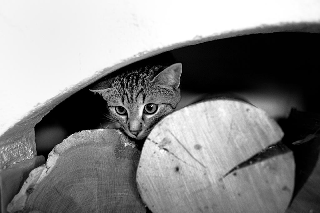 2010 08 23 Neue Katze Haupersweiler D7C 3508