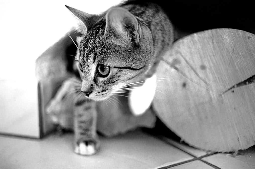 2010 08 23 Neue Katze Haupersweiler D7C 3512