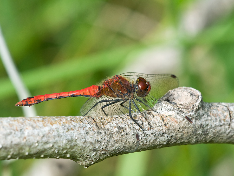 2010 08 26 Blutrote Heidelibelle 01 01