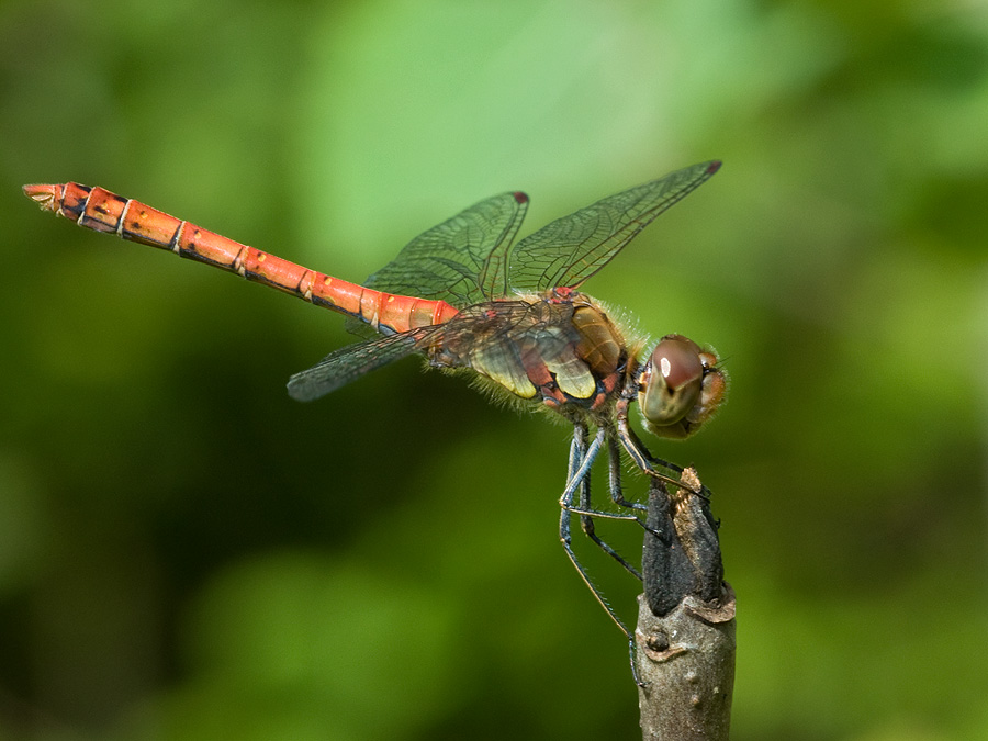 2010 08 26 Große Heidelibelle 02 03