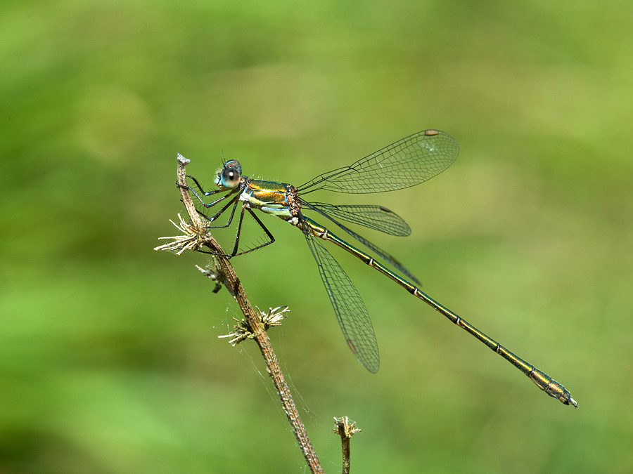 2010 08 26 Kleine Binsenjungfer 01 01