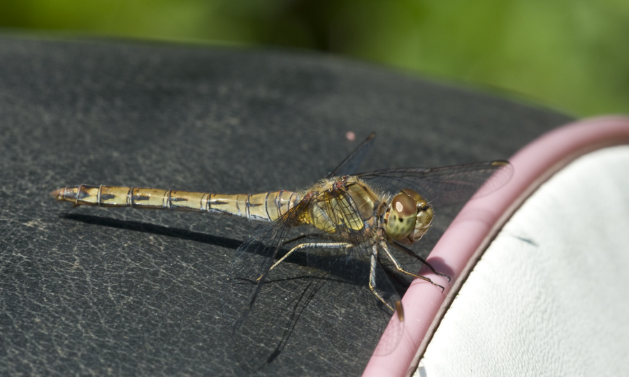 2010 08 27 Heidelibelle 01 04