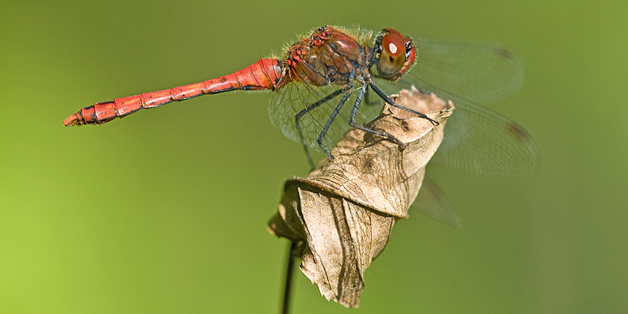 2010 09 02 Blutrote Heidelibelle 01 01