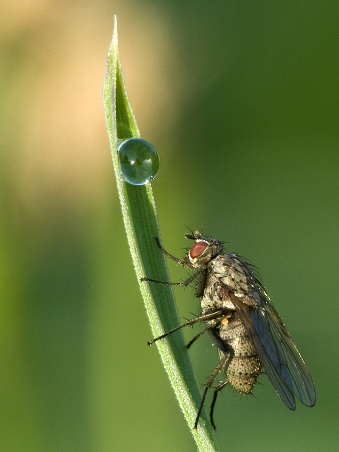 2010 09 05 Fliege 01 01a