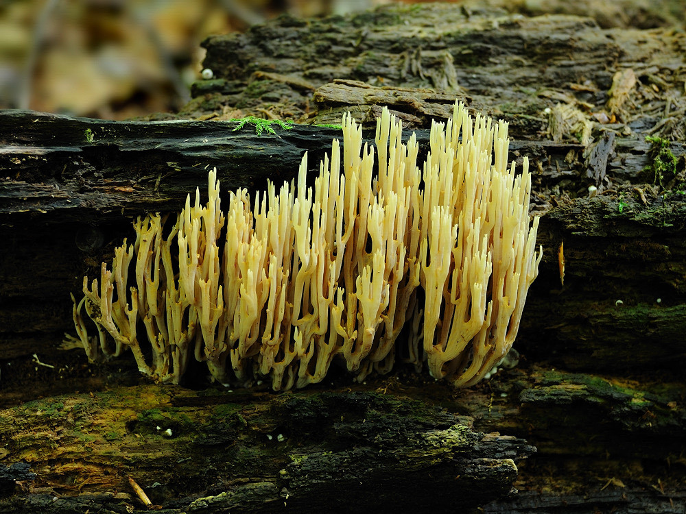 2010 09 11 12 04 48   DSC 6529 a Korallenpilz 1
