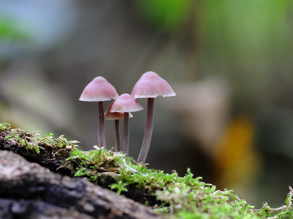 2010 09 18 10 51 21   DSC 6584a Ab in die Pilze 9