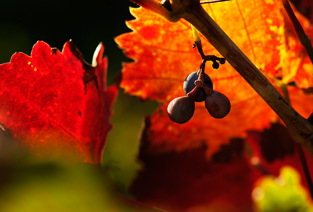 2010 10 10  DSC3773 hsw
