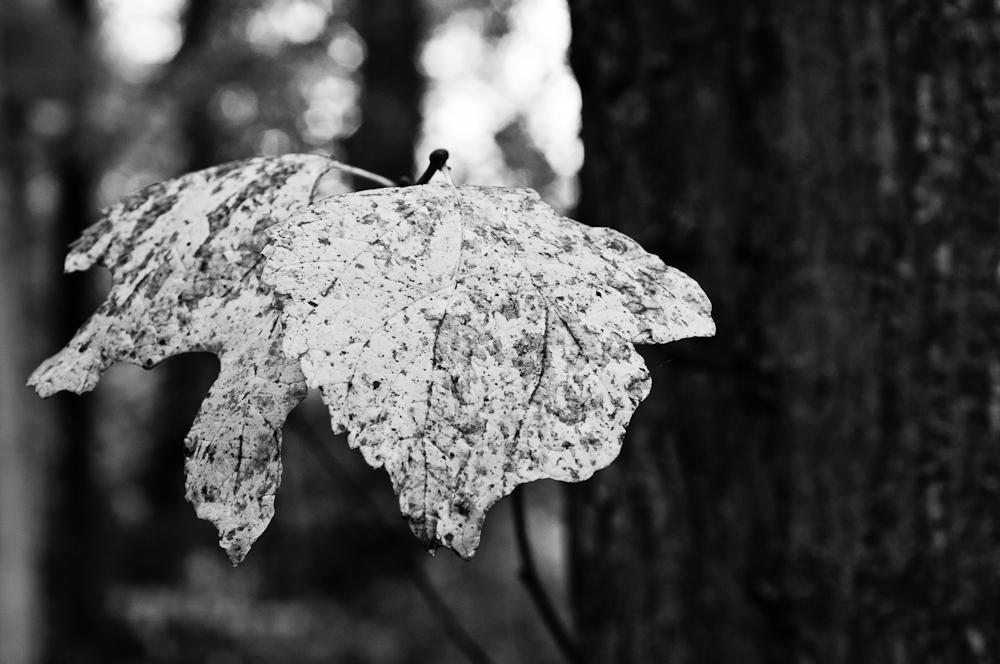 2010 10 31 14 33 40 1