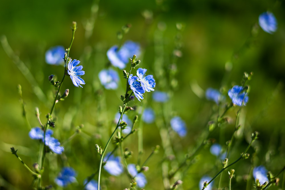 2010 Blumenwiese 001