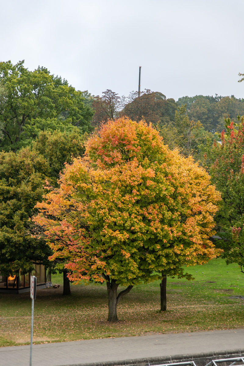 201001 AL545 NF-F-33.jpg