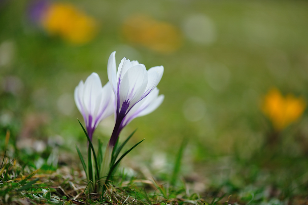 20100319 110320 krokusse