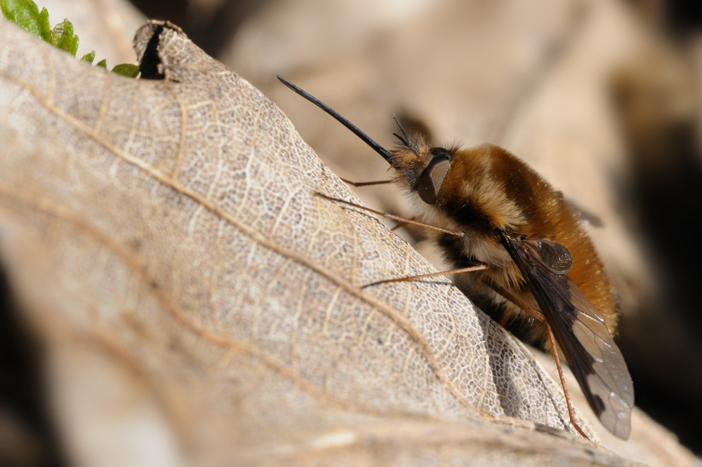 20100330 145659 D3N 7964 copy