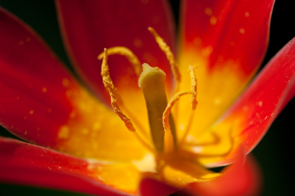 201004077537 - Tulpe
Beispielbild Sigma 180mm/1:3,5 Macro DG HSM