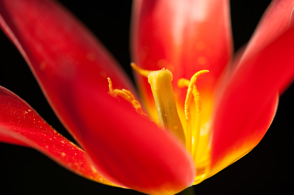 201004077544 - Tulpe
Beispielbild Sigma 180mm/1:3,5 Macro DG HSM
