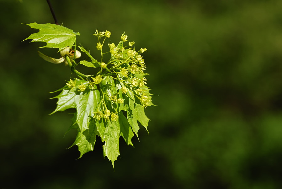 20100502 08 Bäume