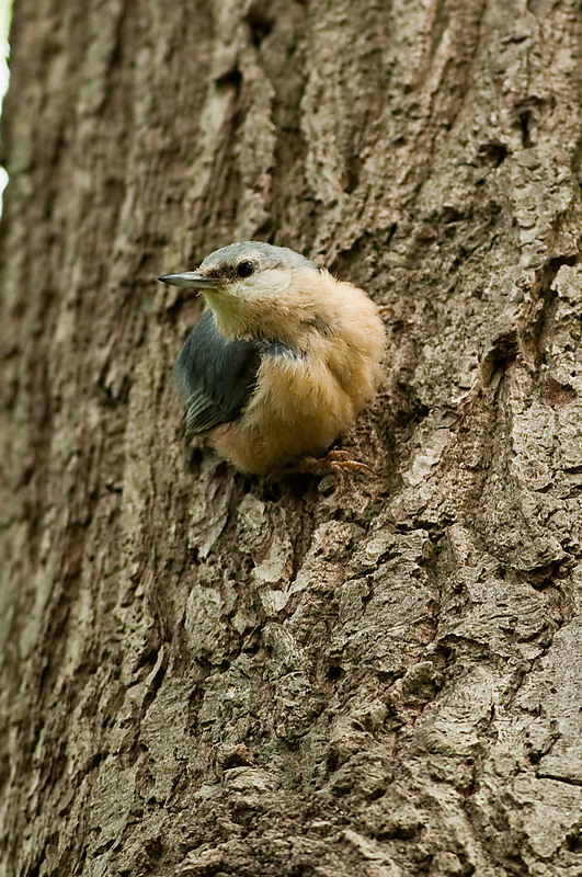 20100509 7713 [NIKON D2Xs]   300 mm  1 160 Sek. bei ƒ   5,0
