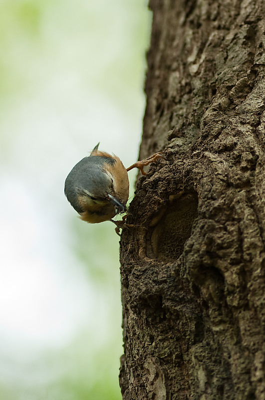 20100509 7765 [NIKON D2Xs]   300 mm  1 350 Sek. bei ƒ   3,2