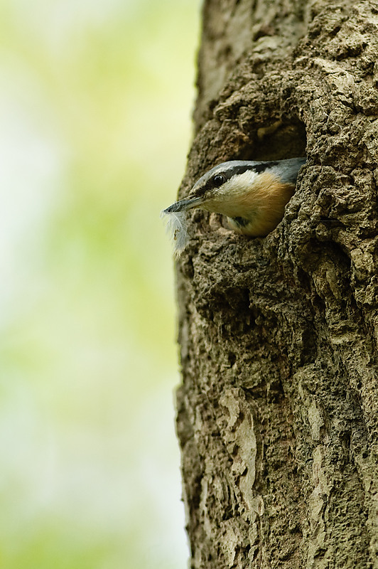 20100509 7832 [NIKON D2Xs]   300 mm  1 320 Sek. bei ƒ   4,0
