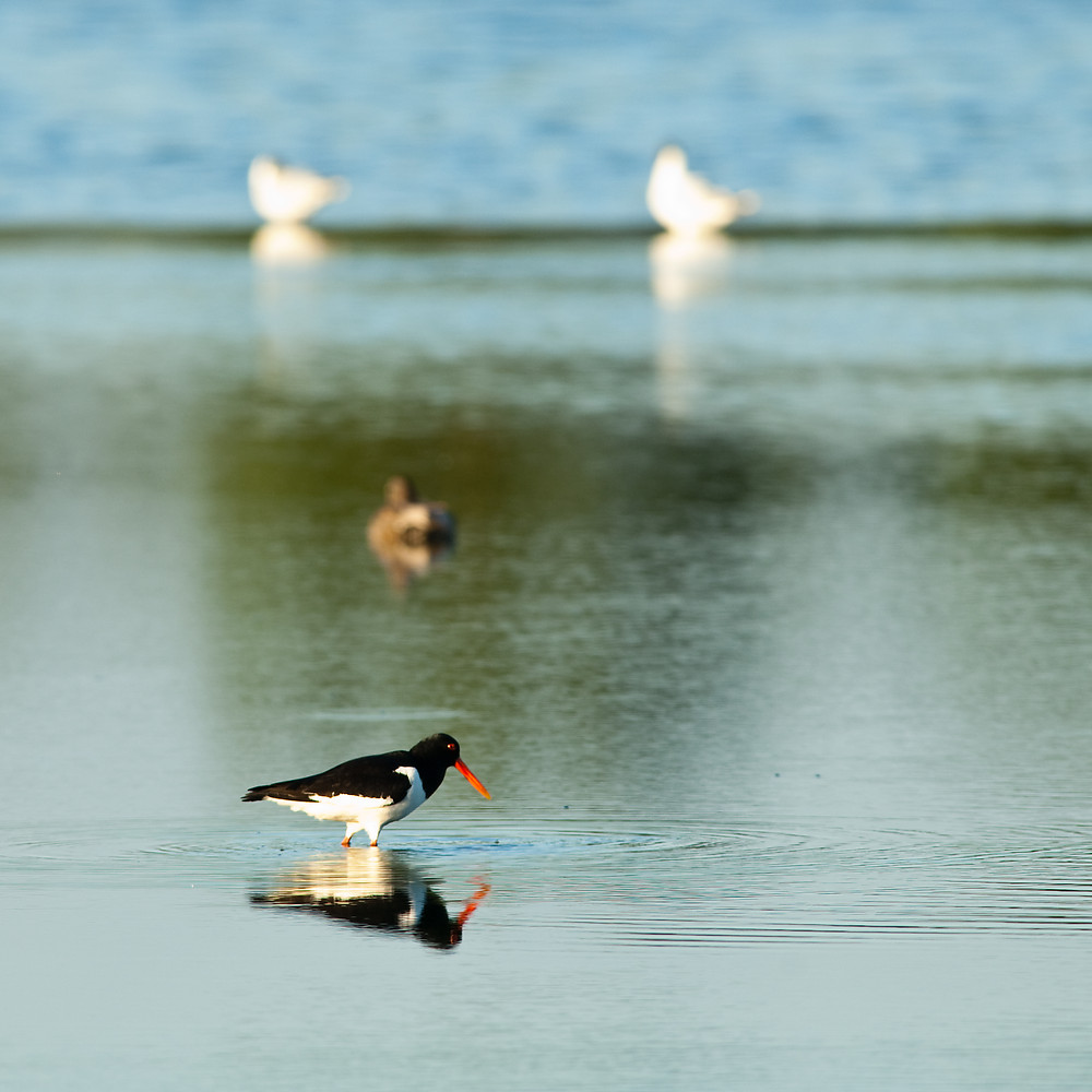 20100603 0623 [NIKON D2Xs]   500 mm  1 250 Sek. bei ƒ   5,6