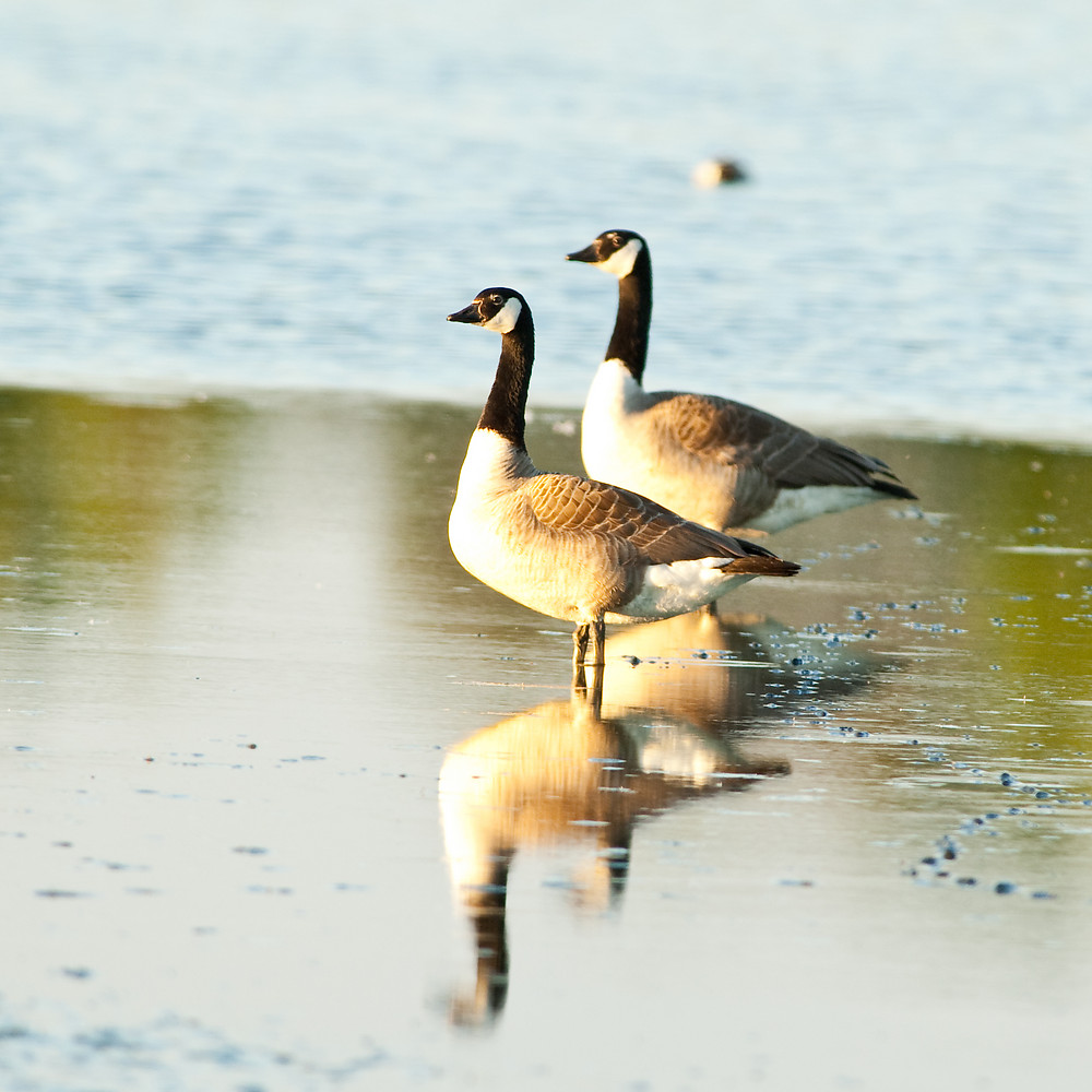 20100603 0676 [NIKON D2Xs]   500 mm  1 160 Sek. bei ƒ   5,6