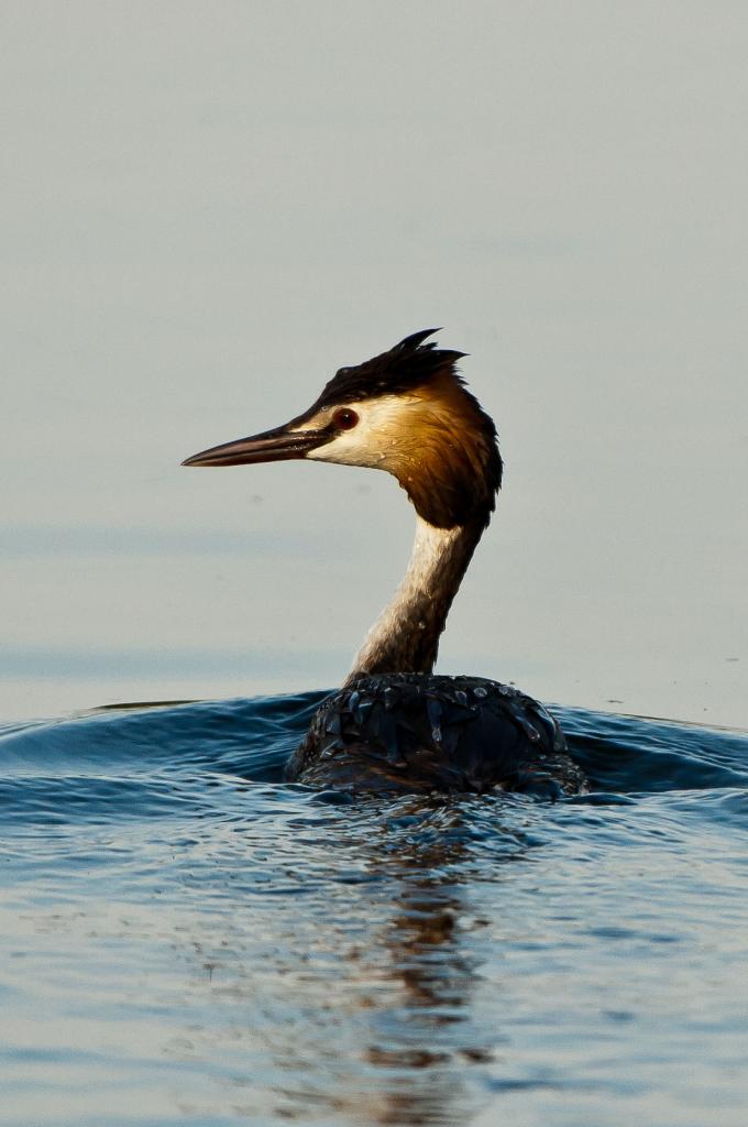 20100708 1030 [NIKON D2Xs],400 mm,1 800 Sek. bei f   4,5