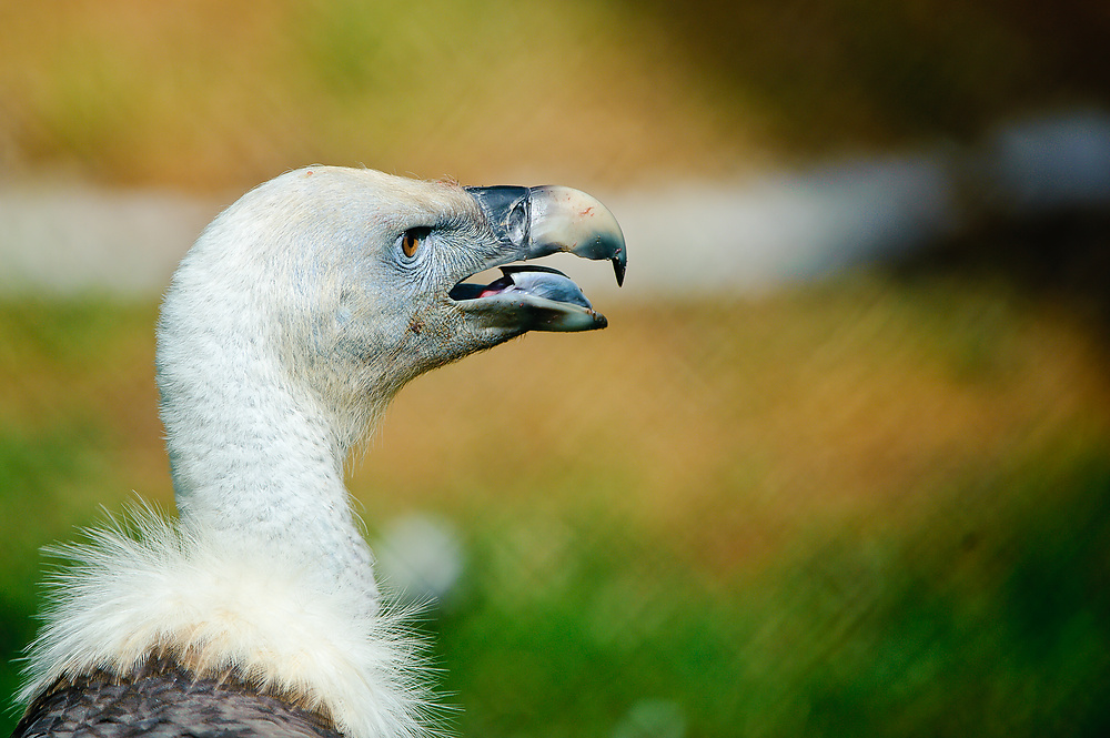 20100717 7510 [NIKON D700],400 mm,1 1250 Sek. bei f   4,0 extern 59