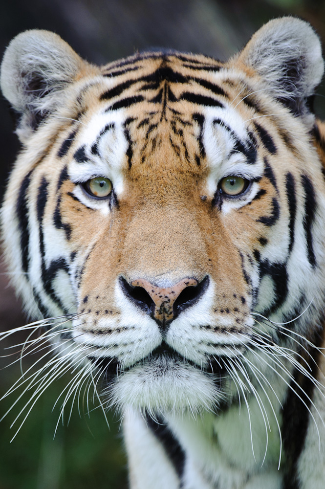 20100717 7535 [NIKON D700],400 mm,1 250 Sek. bei f   4,0