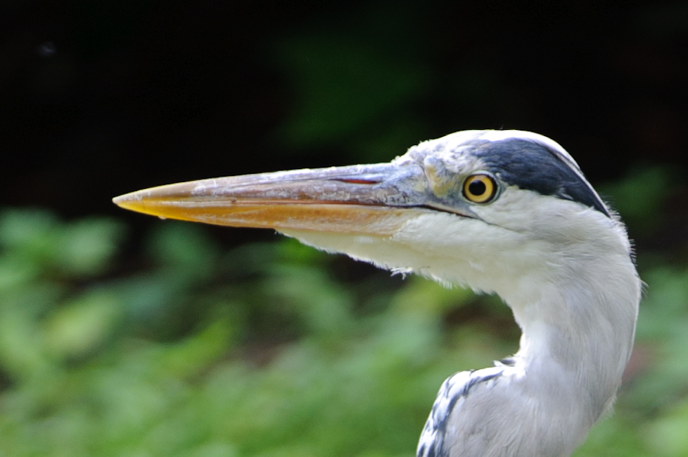 20100717 7600 [NIKON D700],380 mm,1 250 Sek. bei f   4,0 2