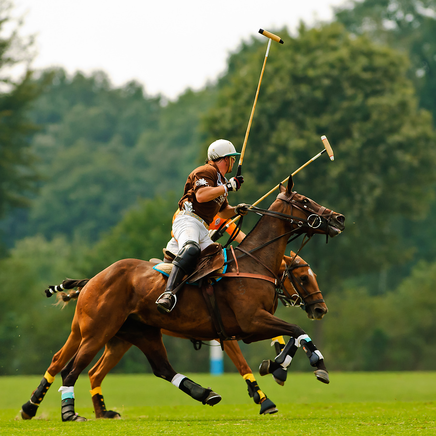 20100801 1486 [NIKON D2Xs],300 mm,1 1250 Sek. bei f   4,0