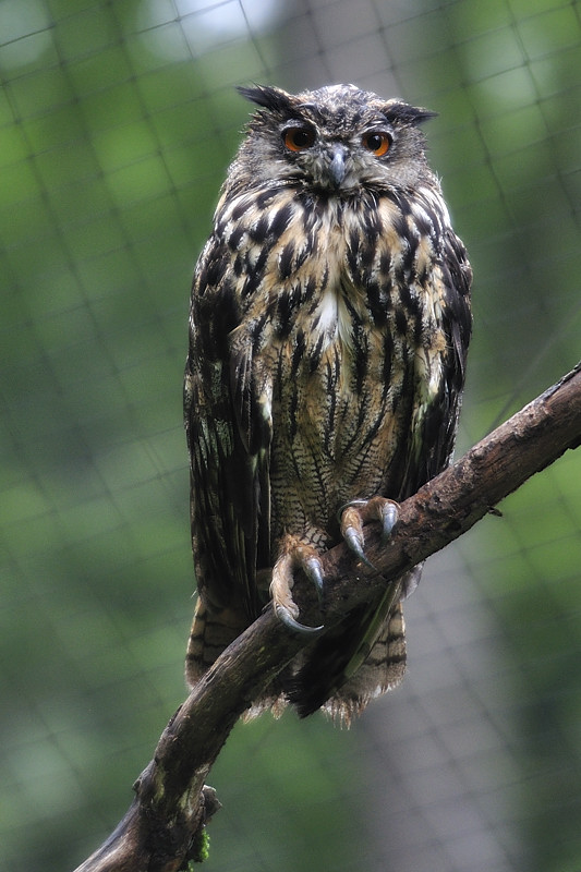 20100814 WPHundshaupten Uhu