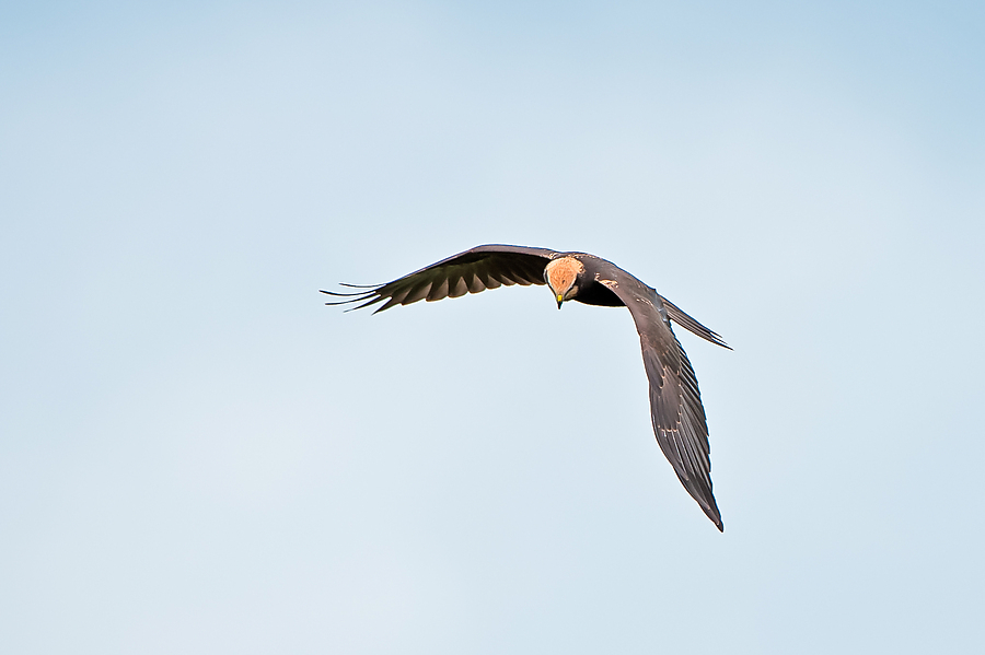 20100829 0828 [NIKON D3] 460 mm,1 1250 Sek. bei f   5,6 Bearbeitet