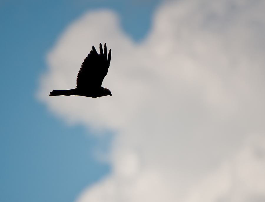 20100829 0950 [NIKON D3] 550 mm,1 2000 Sek. bei f   5,6