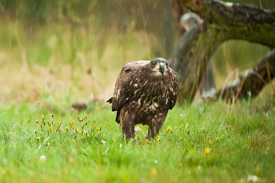 20100830 31104 [NIKON D3] 400 mm,1 250 Sek. bei f   4,0 Bearbeitet