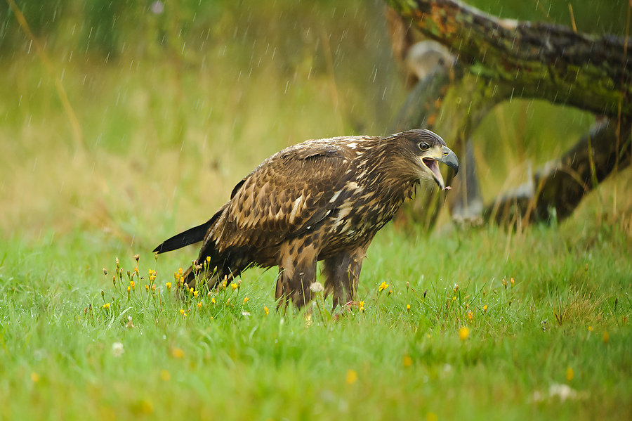 20100830 31205 [NIKON D3] 360 mm,1 250 Sek. bei f   4,0