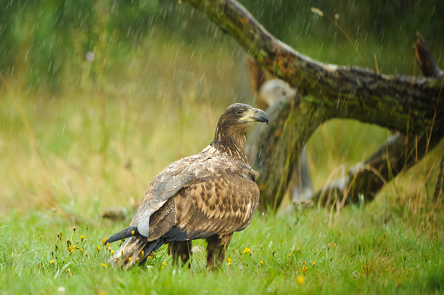 20100830 31349 [NIKON D3] 350 mm,1 250 Sek. bei f   4,0