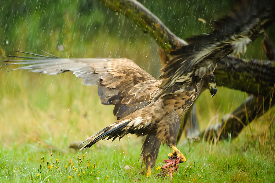 20100830 31355 [NIKON D3] 350 mm,1 200 Sek. bei f   4,0